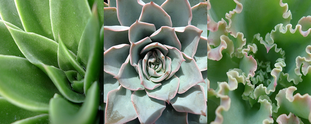 Exposition de plantes exceptionnelles