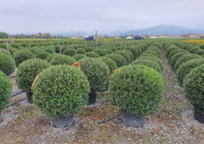 Phyllirea angustifolia forme boule