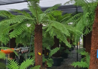 Fougère arborescente (Dicksonia antartica)